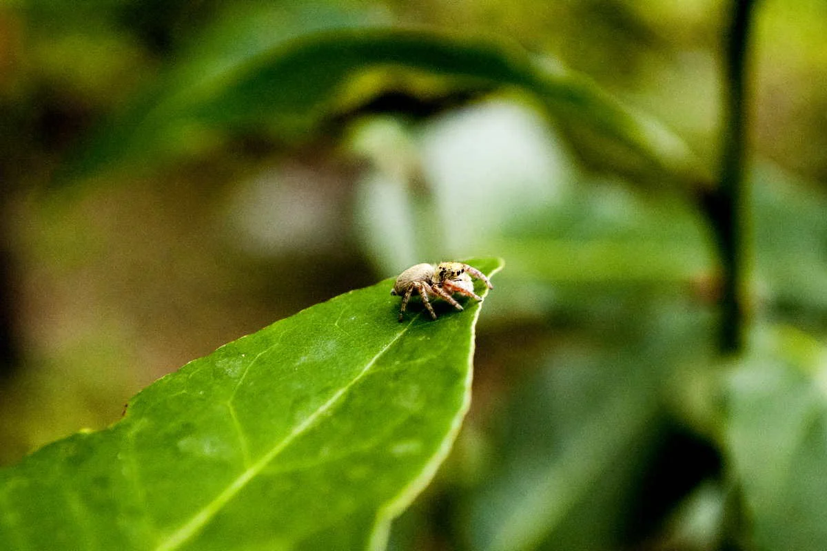 Laurier du Languedoc – bio et sauvage - Image 6