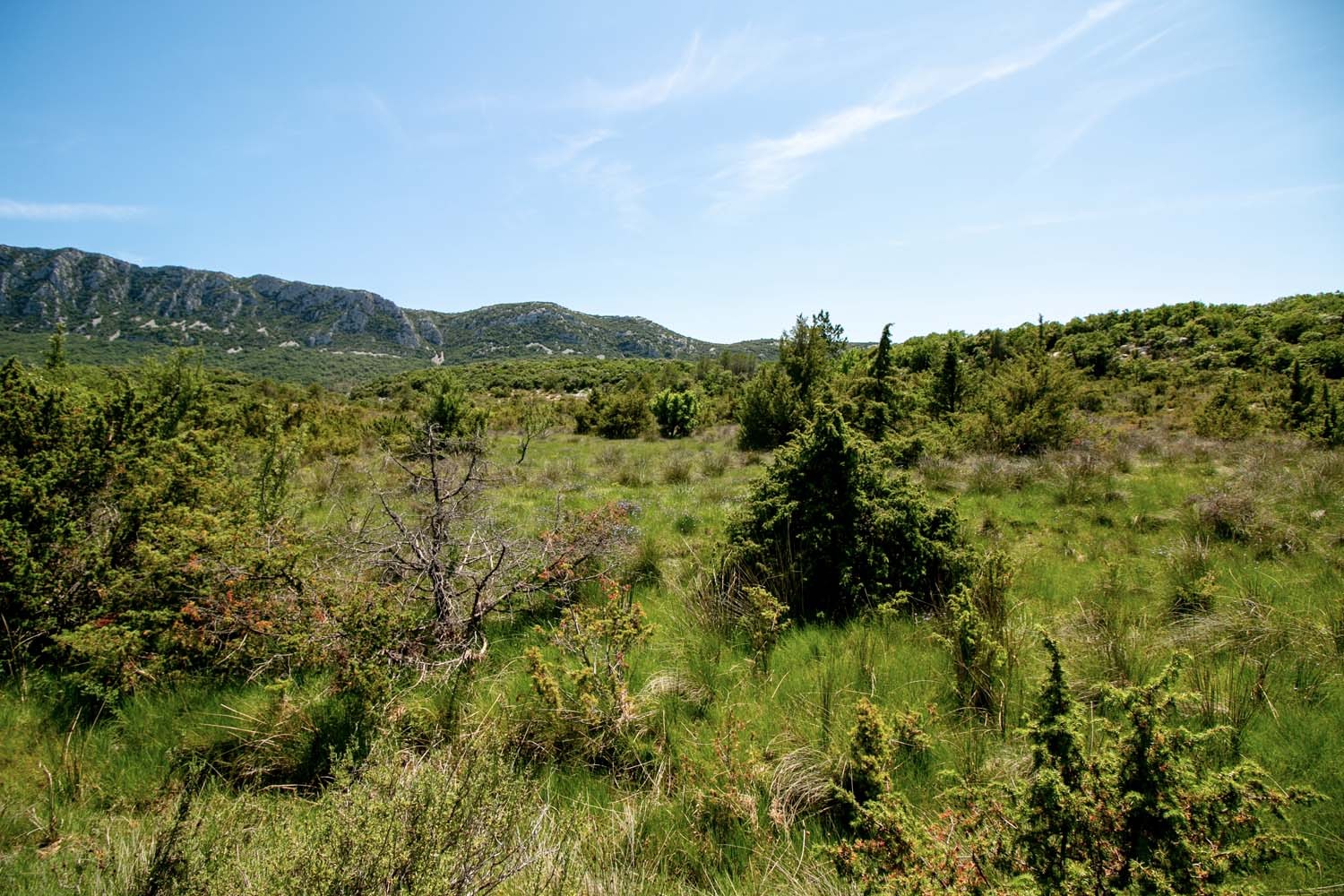 Laurier du Languedoc – bio et sauvage - Image 8