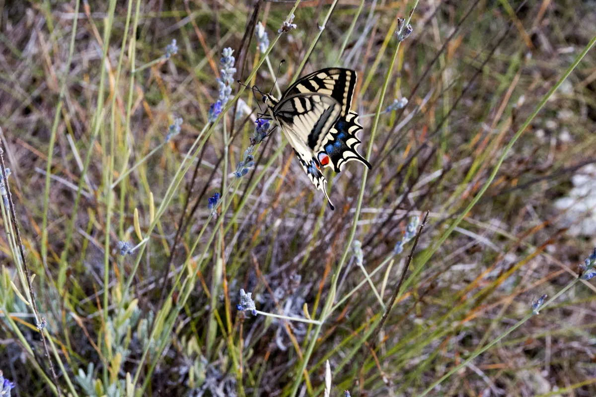 Lavande aspic du Languedoc – bio et sauvage - Image 4