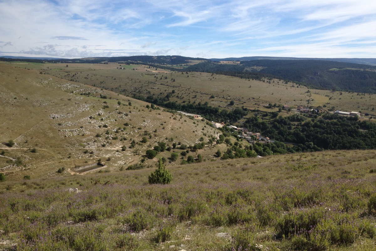 Lavande fine du Languedoc – bio et sauvage - Image 5