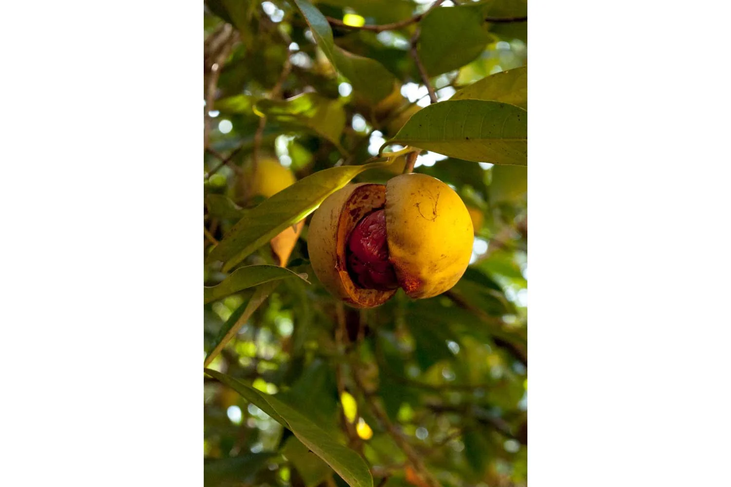 Muscade de Sulawesi – bio - Image 7