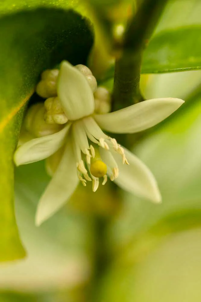 Parfum des lanternes - bio - Image 3