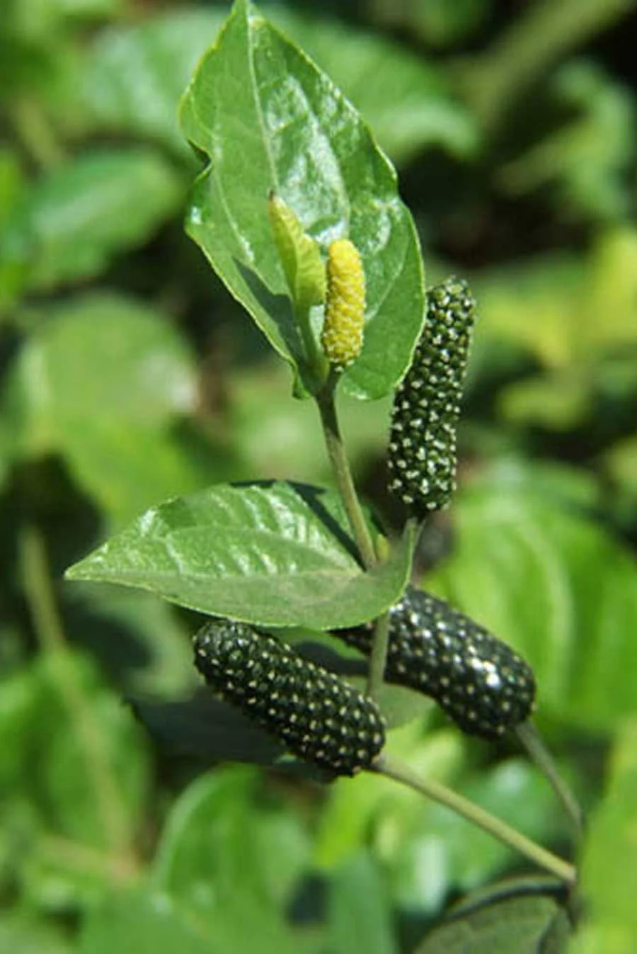 Petit poivre long d’Assam – bio et sauvage - Image 4