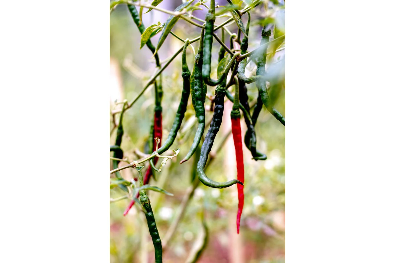 Piment cabe keriting de Java - Image 4