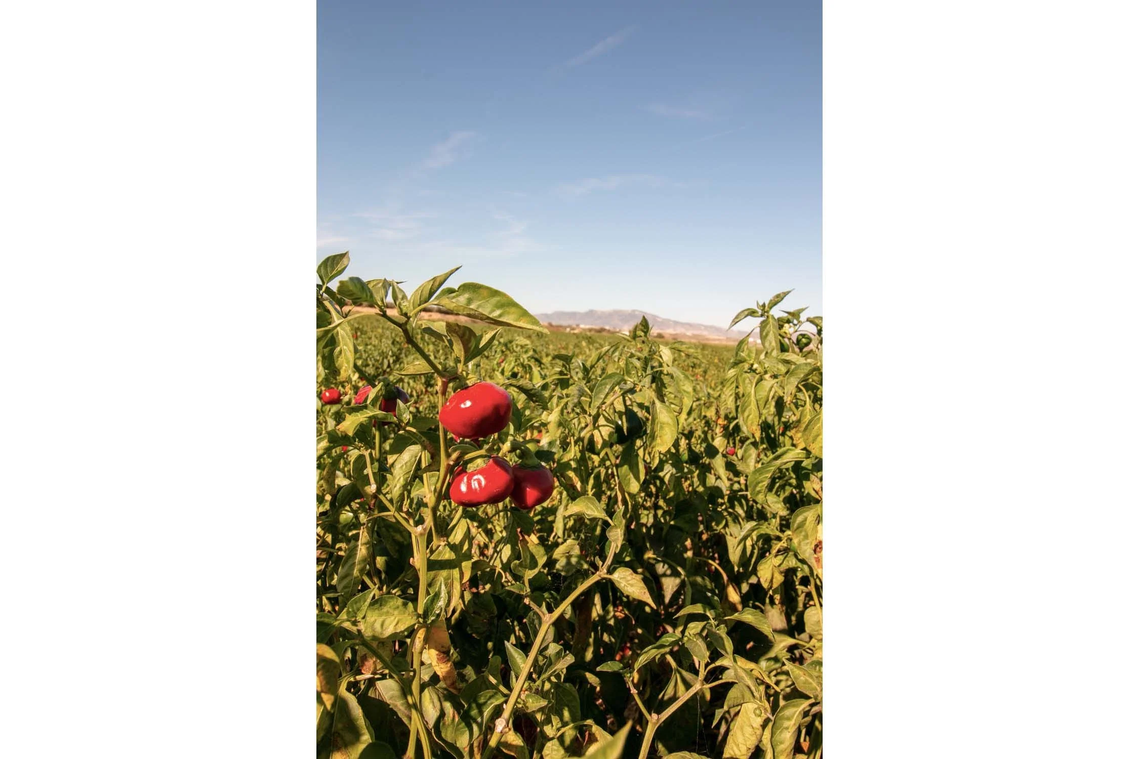 Piment ñora de Murcia - bio - Image 6
