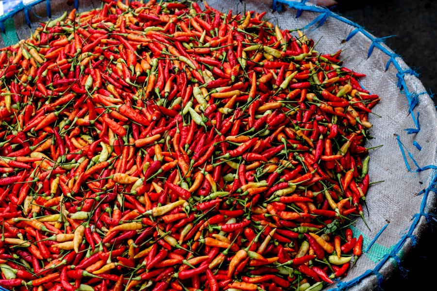 Piment œil d’oiseau de Java - Image 4