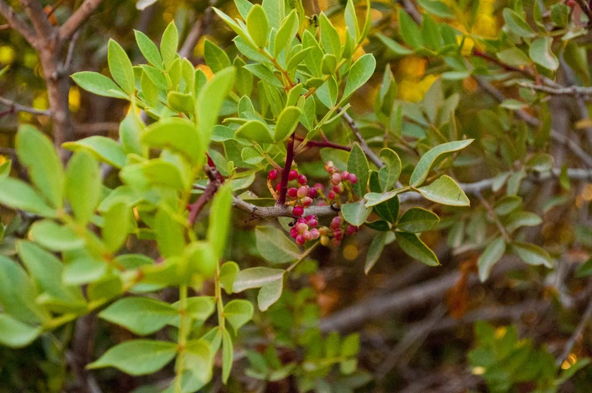 Pistaches sauvages d’Iran – bio - Image 4