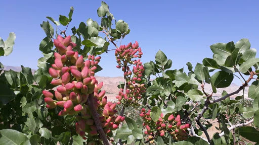 Pistaches d’Iran (décortiquées) – bio - Image 5