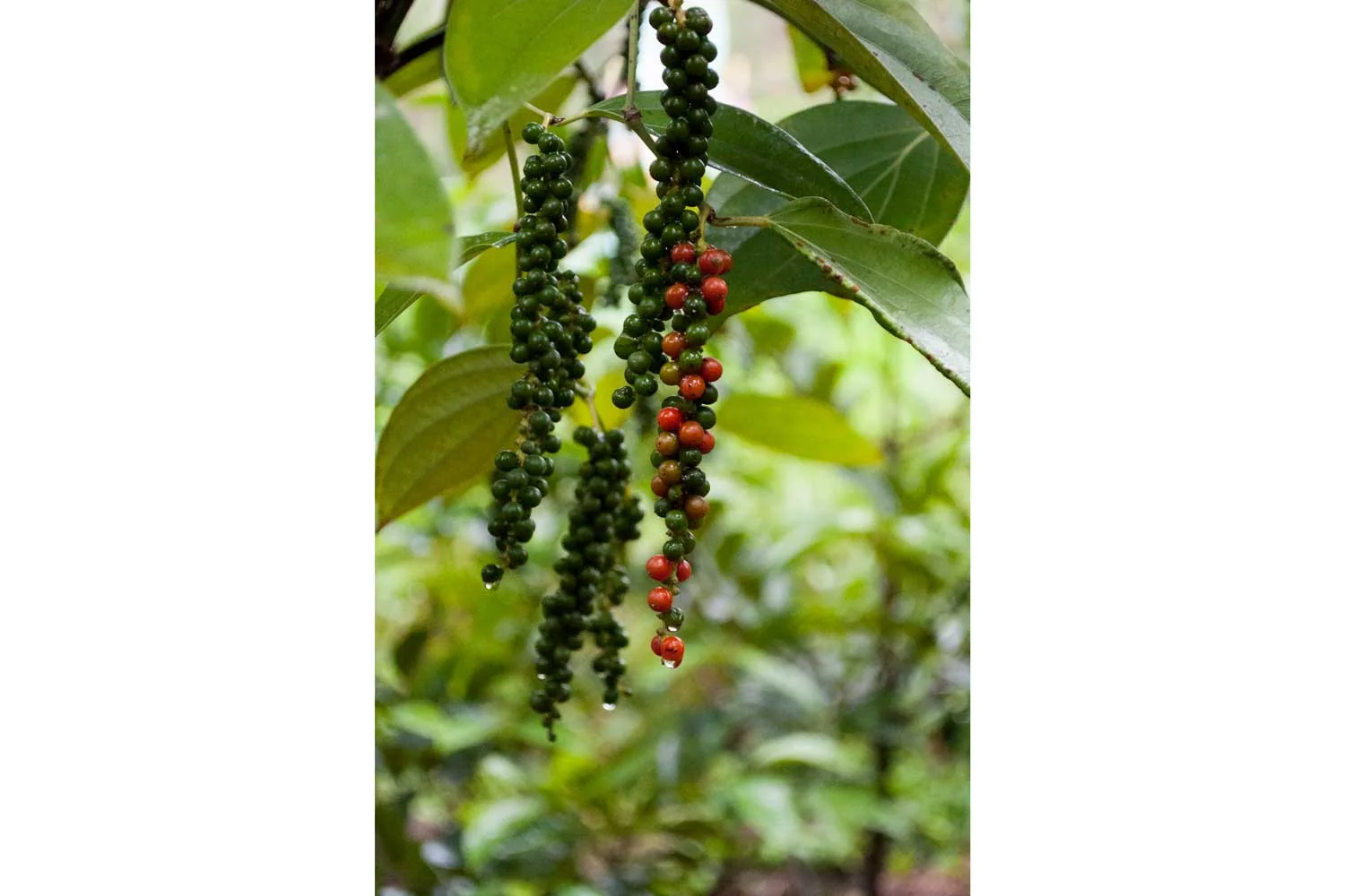 Poivre blanc de Malabar – bio - Image 4