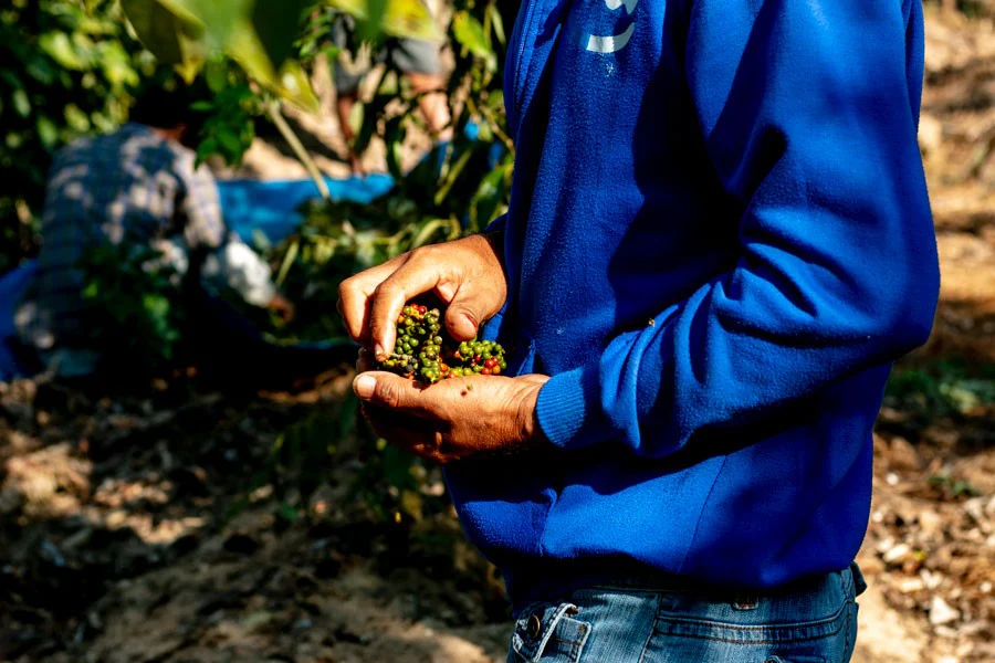 Poivre blanc de Sulawesi – bio - Image 5