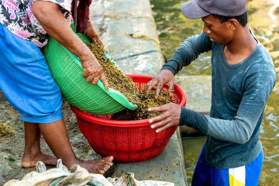 Poivre blanc de Sulawesi – bio - Image 6