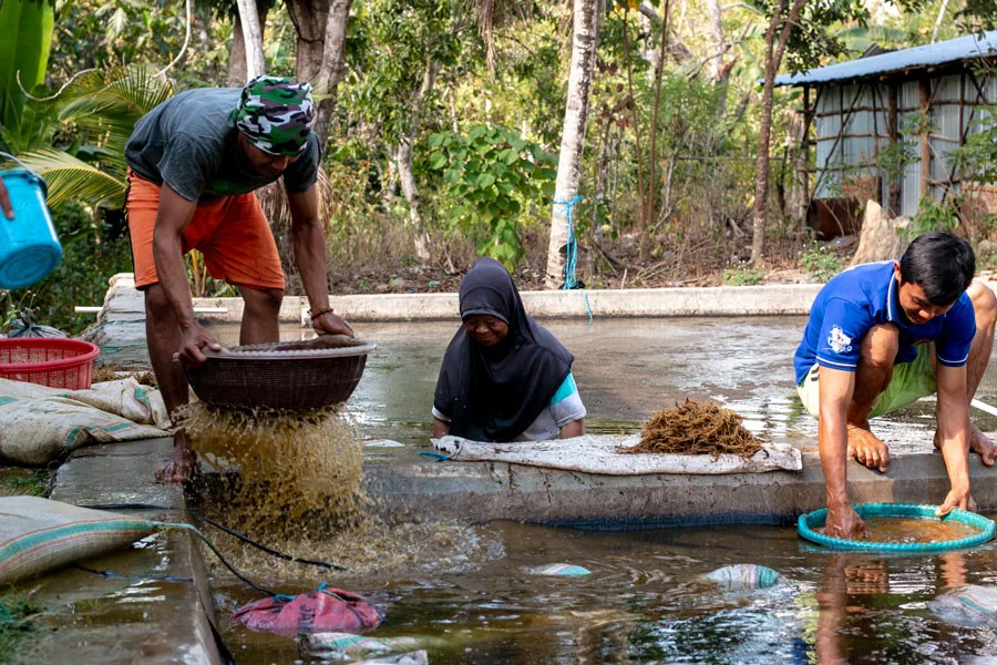 Poivre blanc de Sulawesi – bio - Image 7