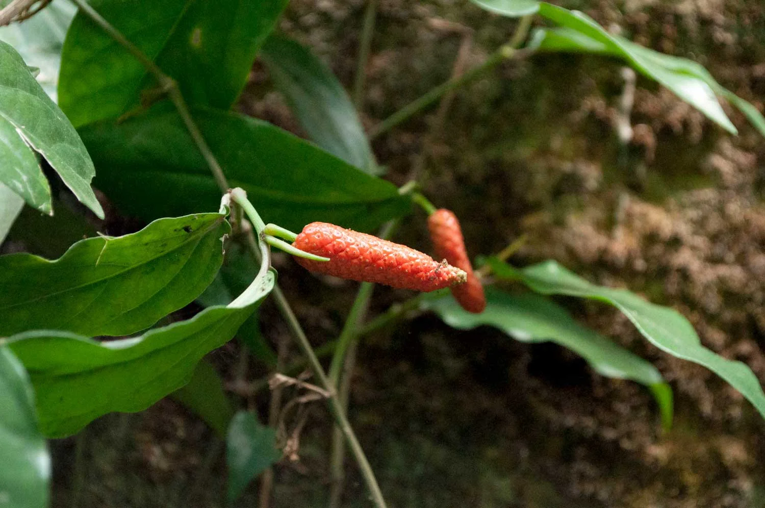 Poivre long rouge de Sulawesi - bio - Image 3