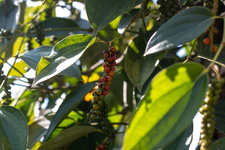 Poivre noir de Sulawesi – bio - Image 3