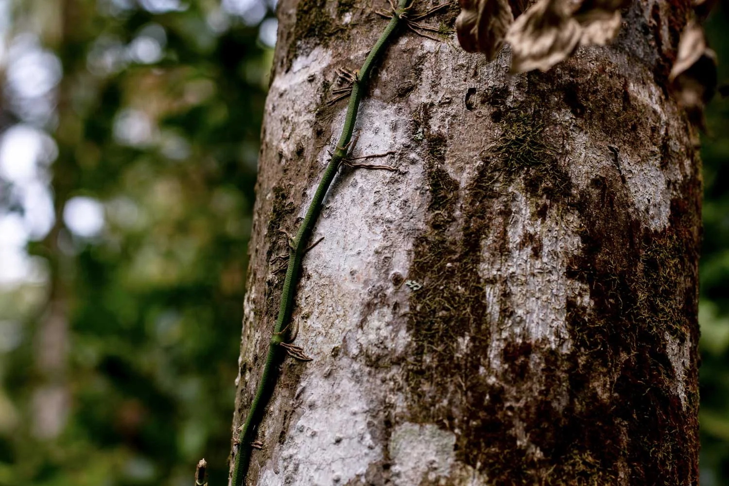 Poivre noir de Sulawesi – bio - Image 6