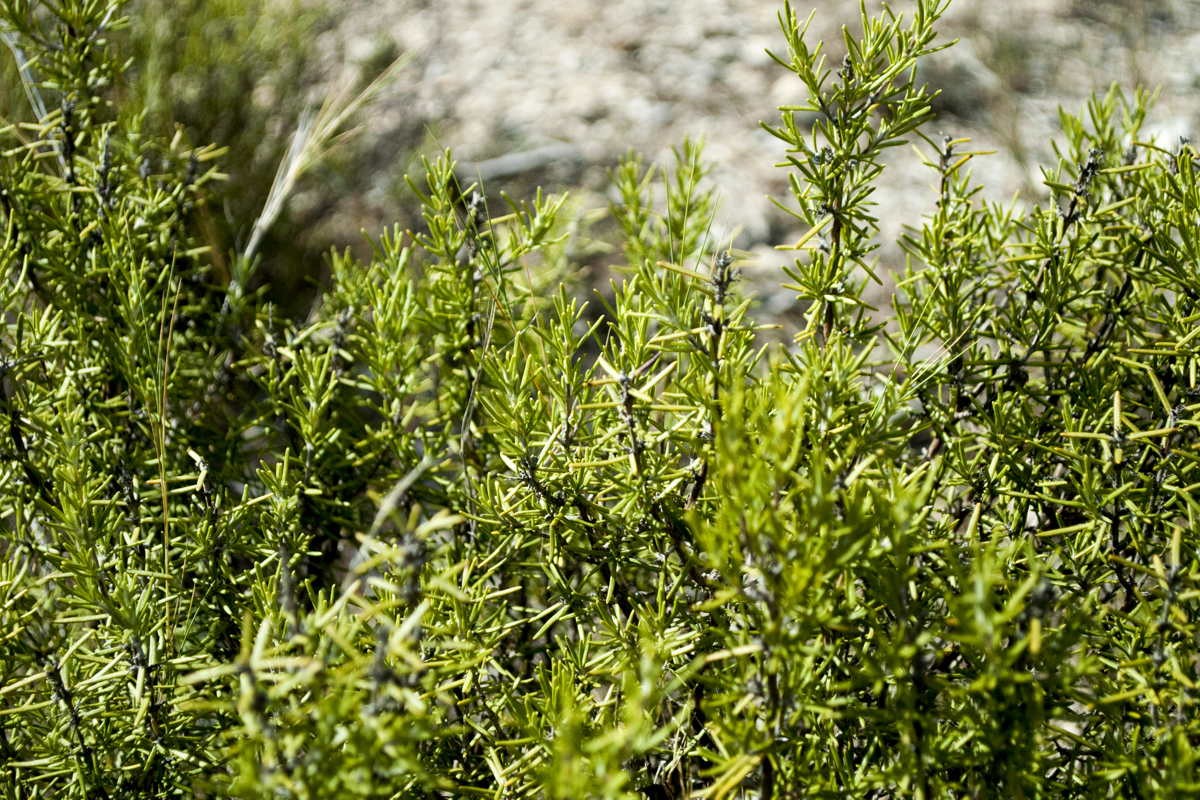Romarin du Languedoc – bio et sauvage - Image 5