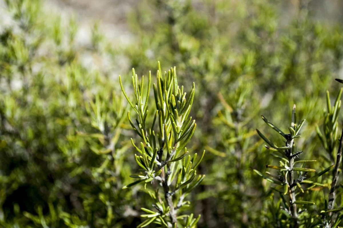 Romarin du Languedoc – bio et sauvage - Image 7