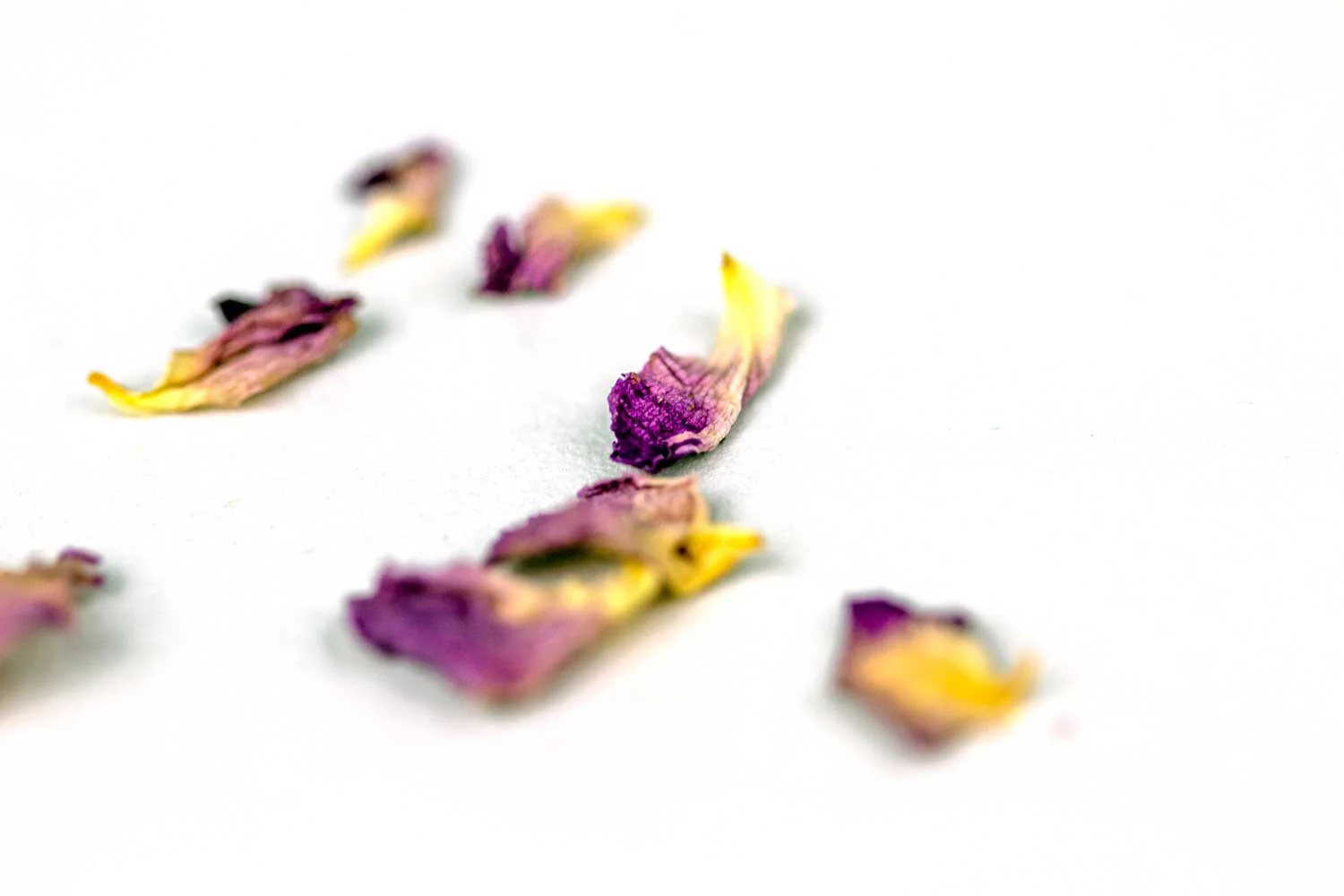 Rose d’Ispahan – bio et sauvage - Image 4