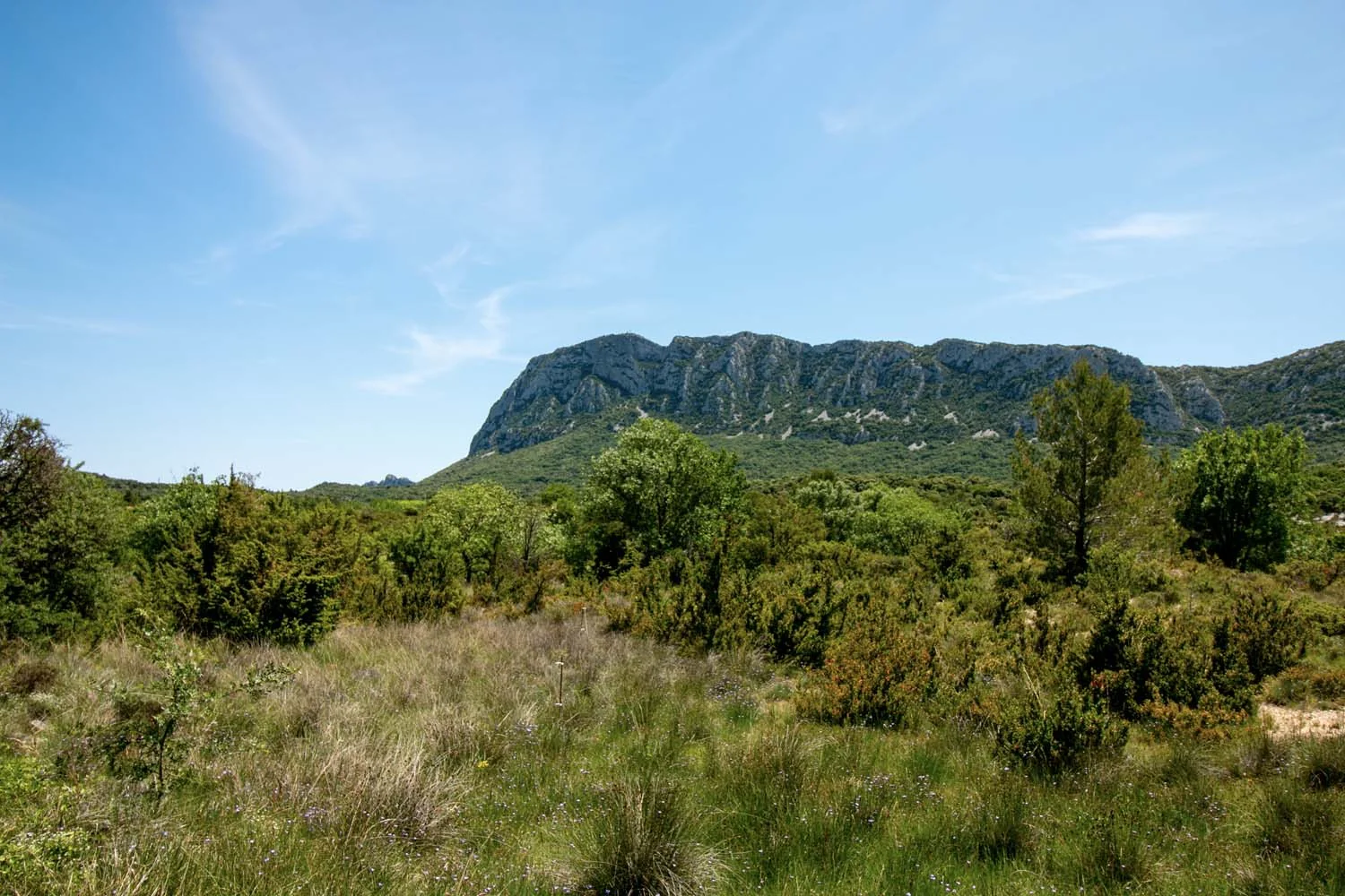 Sarriette du Languedoc - bio et sauvage - Image 7