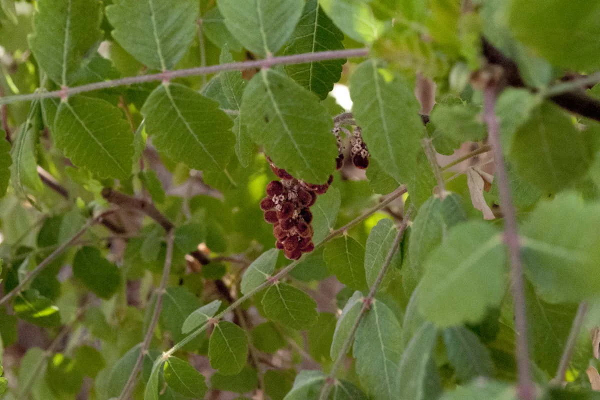 Sumac d'Iran – bio et sauvage - Image 4