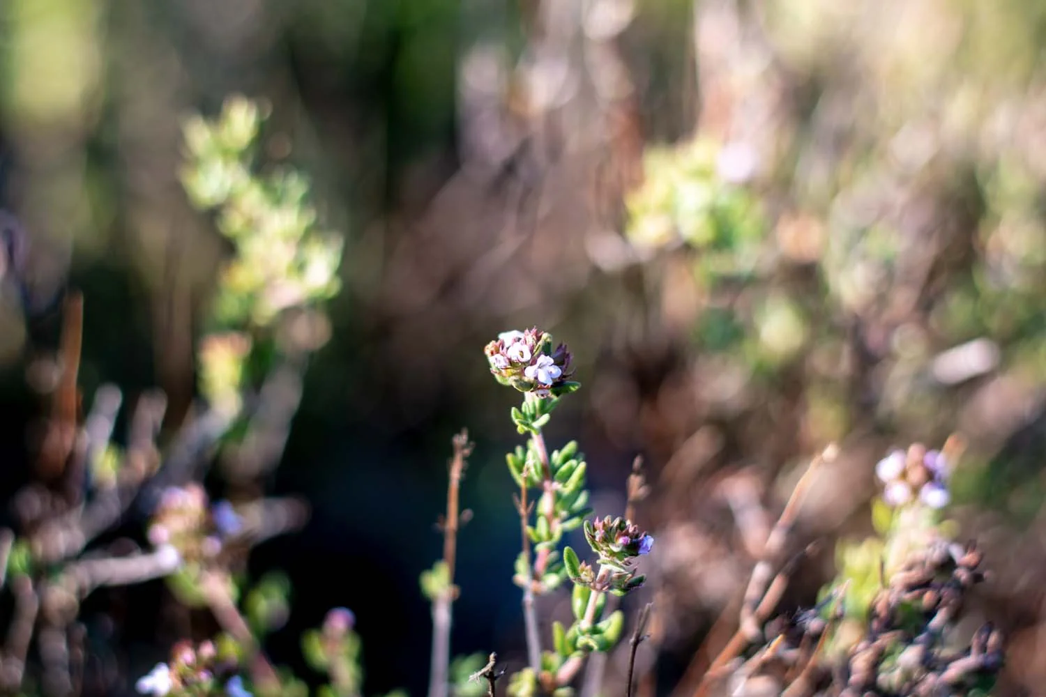 Thym carvacrol du Languedoc – bio et sauvage - Image 4