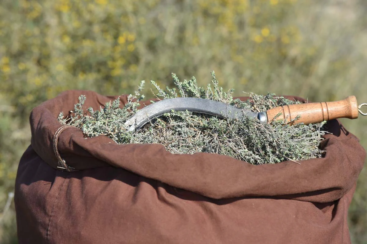 Thym géraniol du Languedoc – bio et sauvage - Image 2