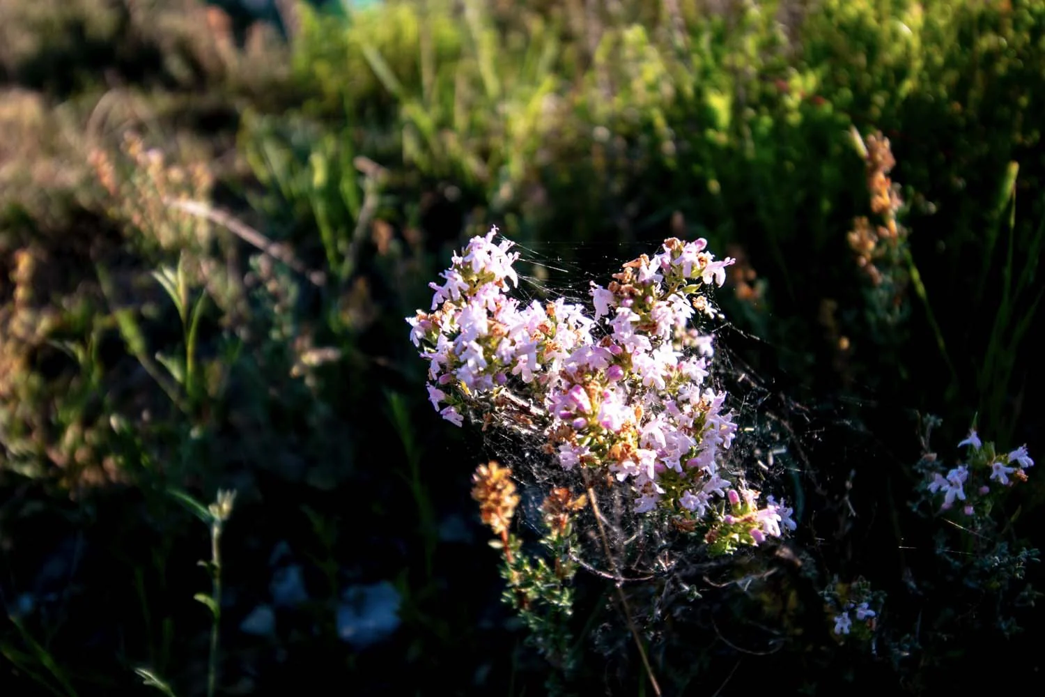 Thym géraniol du Languedoc – bio et sauvage - Image 6