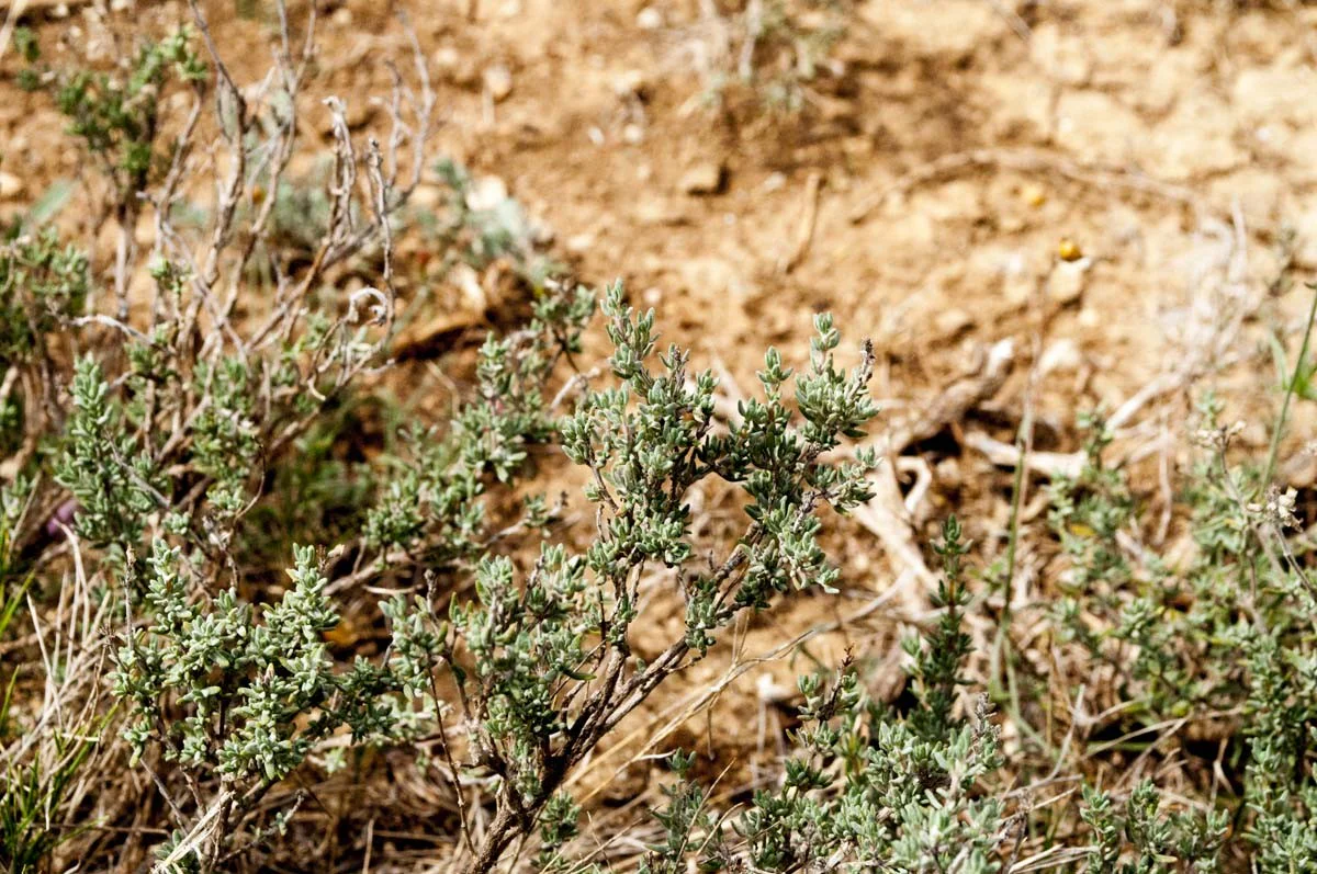 Thym géraniol du Languedoc – bio et sauvage - Image 8