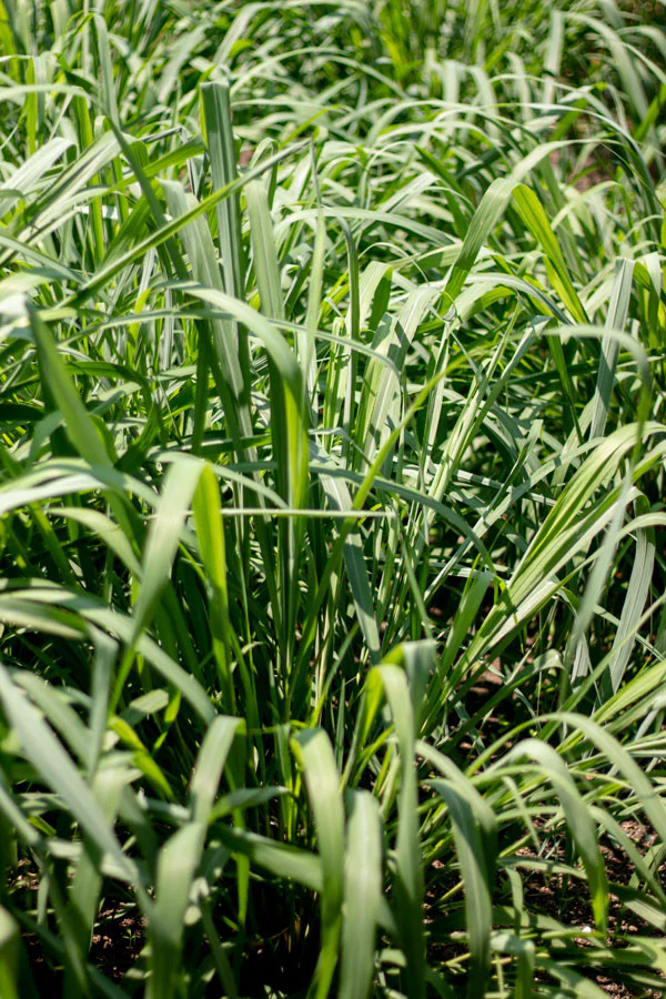 Tiges de citronnelle de Java - bio - Image 4