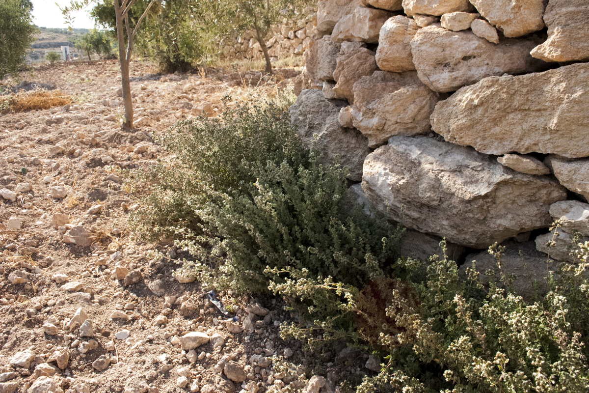 Mélange Za'atar - bio - Image 4
