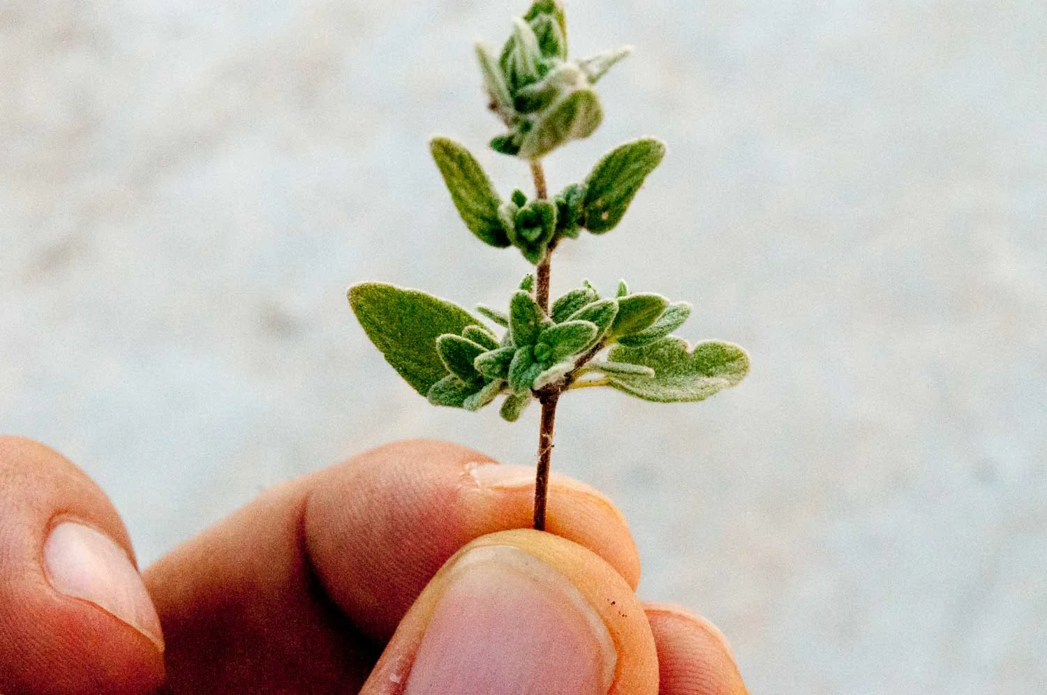 Mélange Za'atar - bio - Image 6