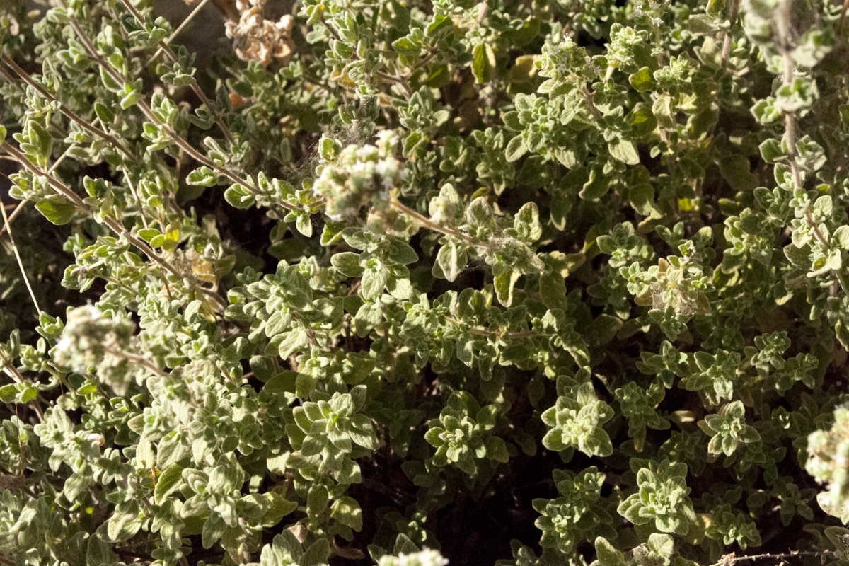 Mélange Za'atar - bio - Image 8
